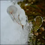 DSC_0558.webp