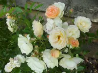 SAM_1216.webp