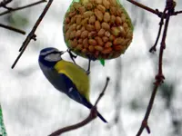 Blaumeisen_0002.webp