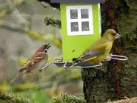 Grünfinken-Spatzen_0004.webp