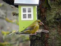 Grünfinken_0006.webp
