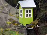 Grünfinken_0008.webp