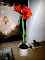 Amaryllispflanze 1125.webp