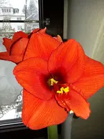 Amaryllisblüte 1125.webp
