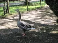 116.webp