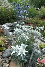 edelweiss und edeldistel.webp