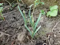 CIMG4524.webp