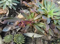 CIMG4557.webp