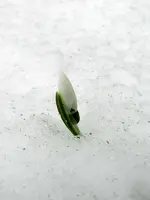DSCN5541.webp