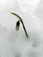 DSCN5540.webp