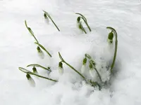 DSCN5530.webp