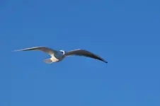 Möwe1.webp