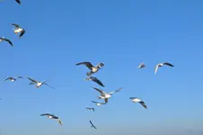 Möwe2.webp