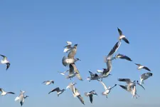 Möwe6.webp