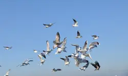 Möwe7.webp