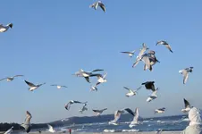 Möwe8.webp