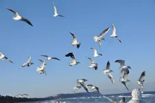 Möwe9.webp