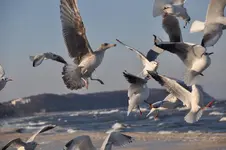 Möwe12.webp