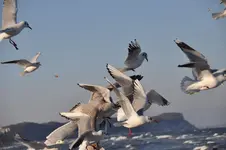 Möwe13.webp