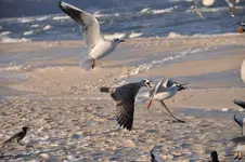 Möwe14.webp