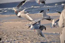 Möwe15.webp