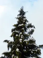 Himmlisch_0003.webp