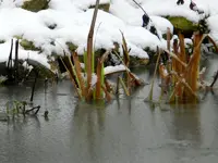 Eis am Teich_0002_1.webp