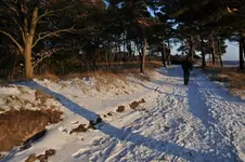 35.webp