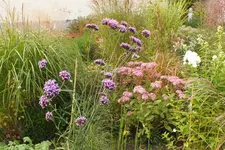 verbena bonariensis.webp