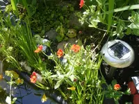 Frosch.webp