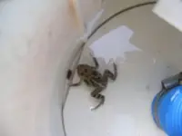 Frosch2.webp