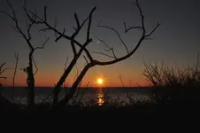 56.webp