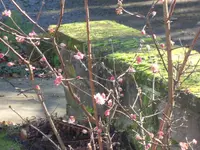 SAM_2832.webp