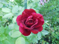 CIMG9919.webp