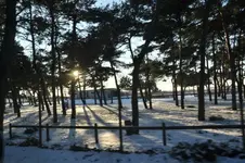 31.webp