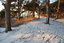 47.webp