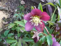 Blüte.webp