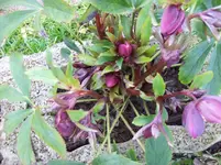 Christrose 1.webp