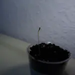 P1050864.webp