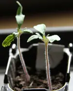 Klein-28_01_12.webp