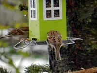 Spatzen_0003.webp