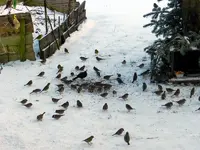 Spatzen-Amsel_0001.webp