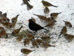 Spatzen-Amsel_0002.JPG