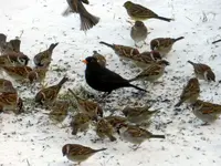 Spatzen-Amsel_0002.webp