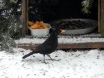 Amsel_0002.JPG