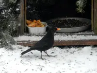 Amsel_0002.webp