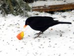 Amsel_0001.JPG