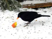 Amsel_0001.webp