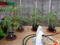 Tomaten Vorjahr3.webp