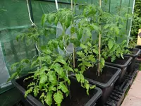 Tomaten Vorjahr4.webp